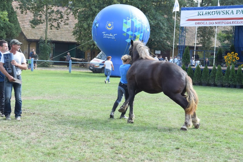 Koń stratował hodowczynię na paradzie konnej w Klikowej