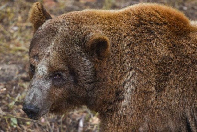 Niedźwiedź Baloo całe życie spędził jako członek rodziny cyrkowej.