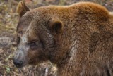O poznańskiego niedźwiadka biją się zoo z całej Polski! 
