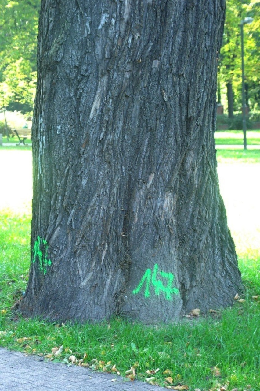 Numery na drzewach namalowane farbą "zmywalną"
