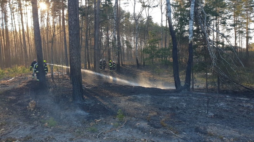 Strażacy gasili 4 pożary lasów. Paliło się w gminach Gidle, Żytno, Wielgomłyny i Przedbórz. ZDJĘCIA