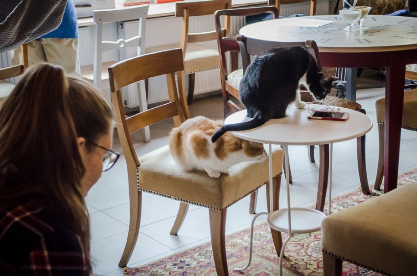 W tej kawiarni mieszkają koty i stanowią stały element...