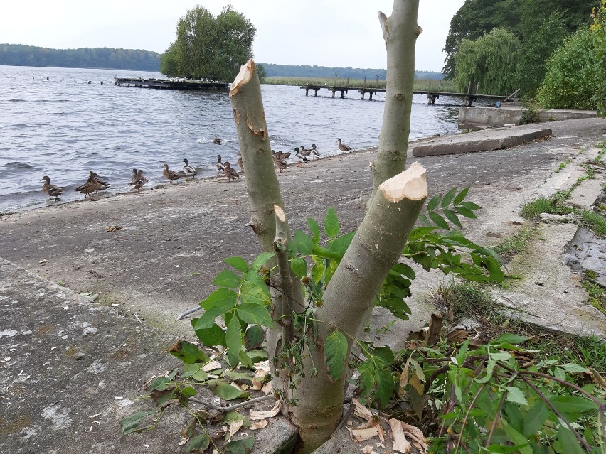 Drzewo powalone przez bobry w szczecineckim parku