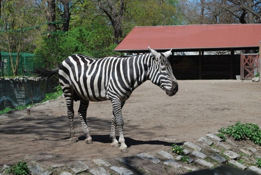 Wrocław: Zebra zebrze nierówna, czyli słów kilka o zebrze bezgrzywej