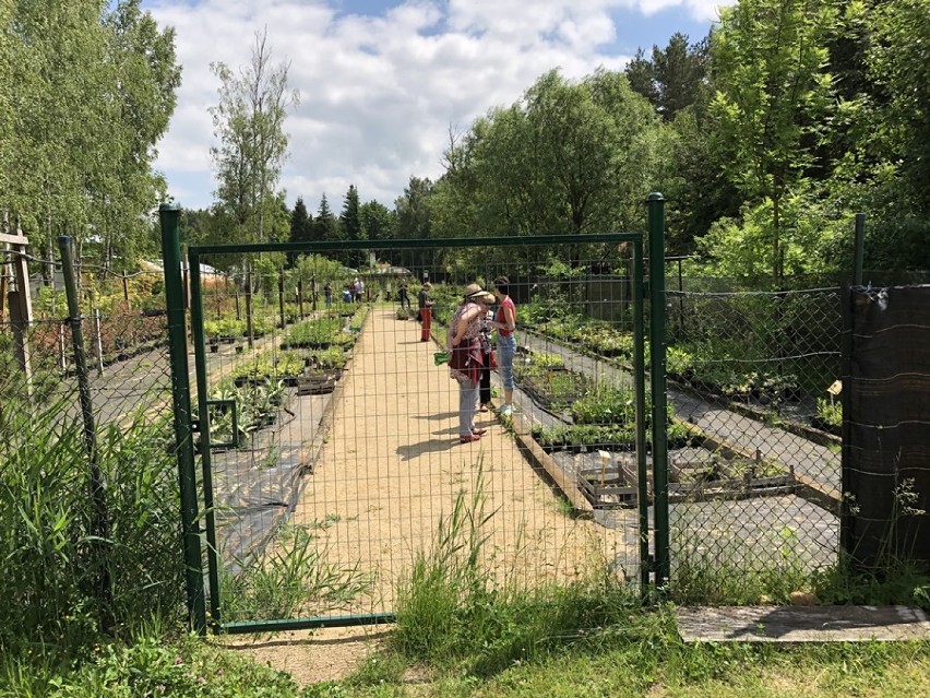 Spacerem po Arboretum Leśnym w Stradomi Wierzchniej [ZDJĘCIA]