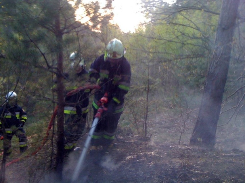 Kolejny pożar lasu w Stegnie - zobacz zdjęcia