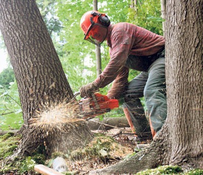 Wczoraj Eugeniusz Wilczyński, pilarz z Raciborza, "położył" wiele drzew w Rybniku