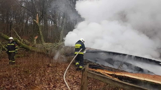 W piątek w rezerwacie Jar Brynicy na terenie nadleśnictwa Brodnica spłonął 500-letni pomnik przyrody