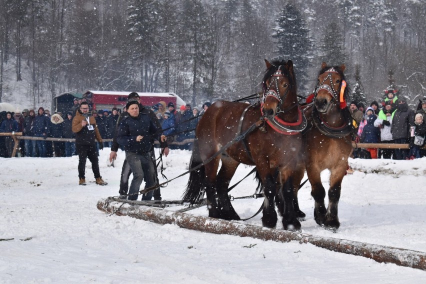 Tradycyjne zimowe widowisko przyciągnęło do Węgierskiej Górki tłumy turystów.Uczestnicy imprezy podziwiali siłę i sprawność koni pociągowych