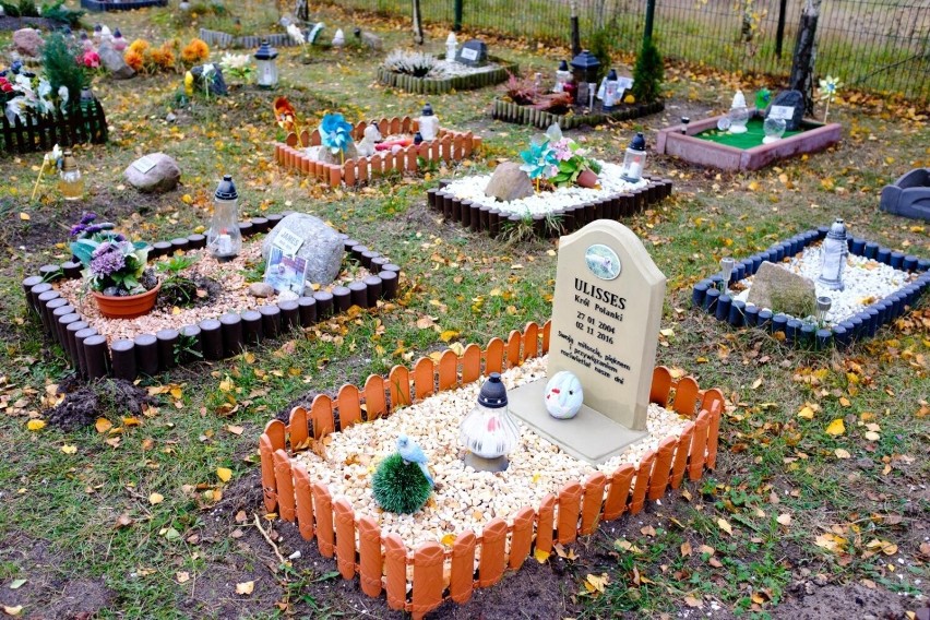 Cmentarz dla zwierząt w Toruniu.