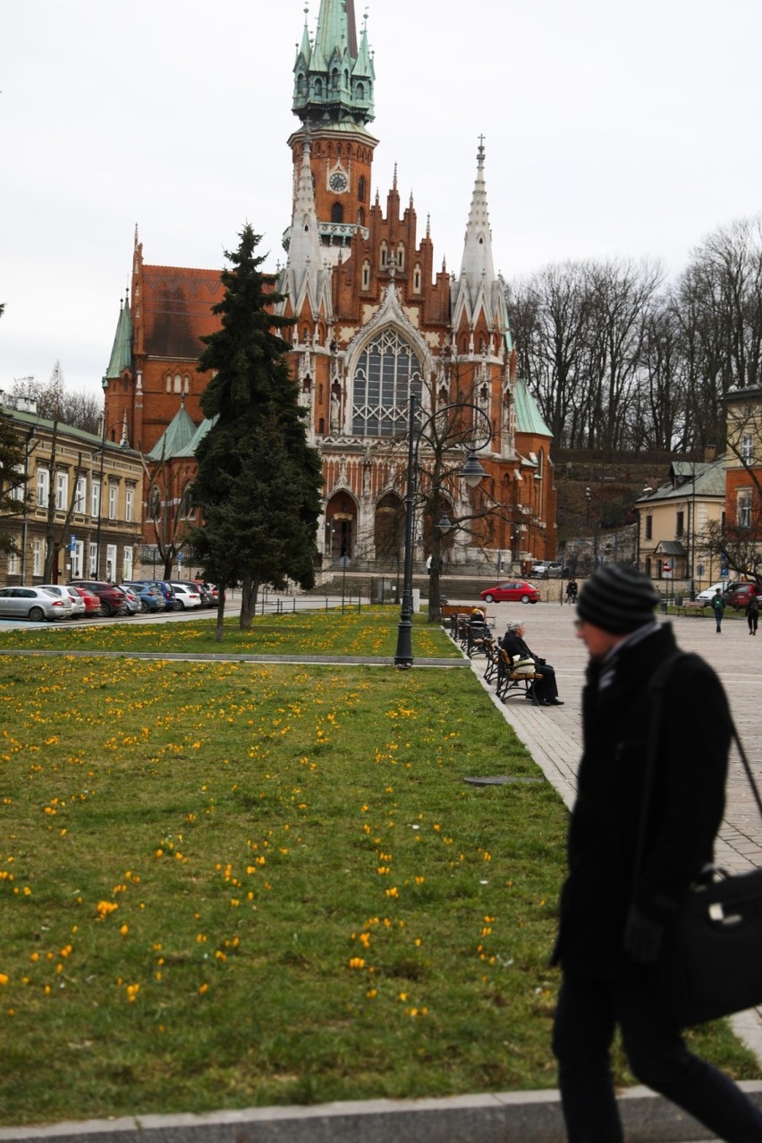 W Krakowie zakwitły pierwsze krokusy