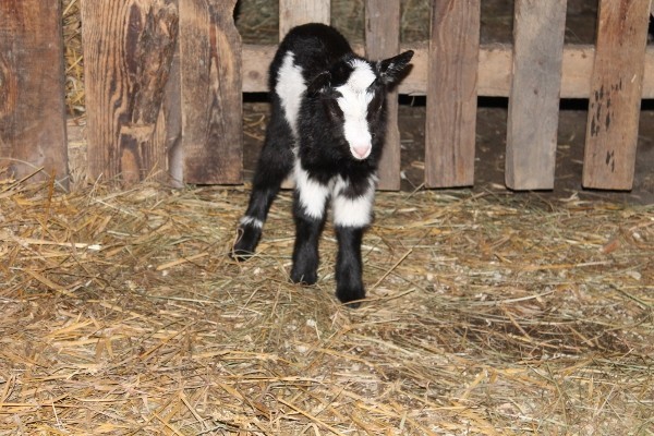 Skansen w Chorzowie: Narodziny małej kozy. Szukamy dla niej imienia