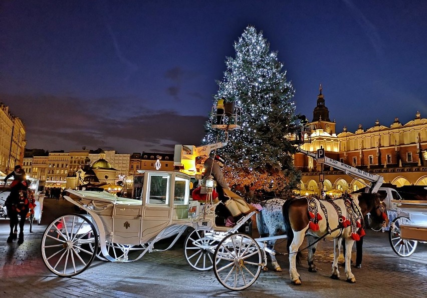 Kraków. Piękna choinka stoi już na krakowskim Rynku [ZDJĘCIA]