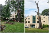 Wiekowy buk niebawem zupełnie zniknie z Parku Miejskiego w Trzebnicy. Korona drzewa została już usunięta. Pozostał jedynie pień [ZDJĘCIA]