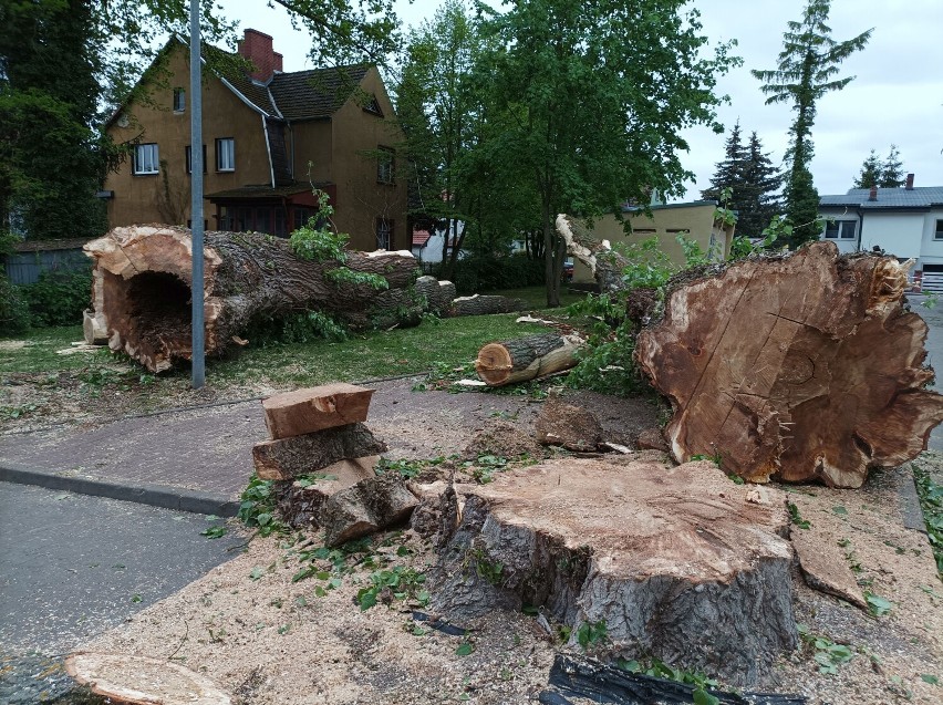 Wycięto wielkie drzewa przed przychodnią w Szczecinku. Kierowcy, uważajcie! [zdjęcia]