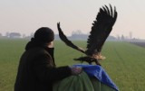 Podtruty orzeł bielik znaleziony na terenie Nadleśnictwa Złoczew został odratowany. Drapieżny ptak wrócił na wolność ZDJĘCIA, FILM