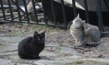 Ktoś truje koty w Jastrzębiu. Wczoraj przy Turystycznej znaleziono martwe zwierzę