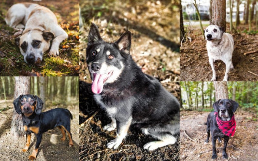 Strefa Czartkowiaka. Trwa internetowa zbiórka na niezwykłe miejsce pomocne w adopcji bezdomnych psów ZDJĘCIA