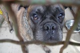 Zagubiony, piękny pies rasy bokser czeka na swego pana w schronisku zielonogórskim