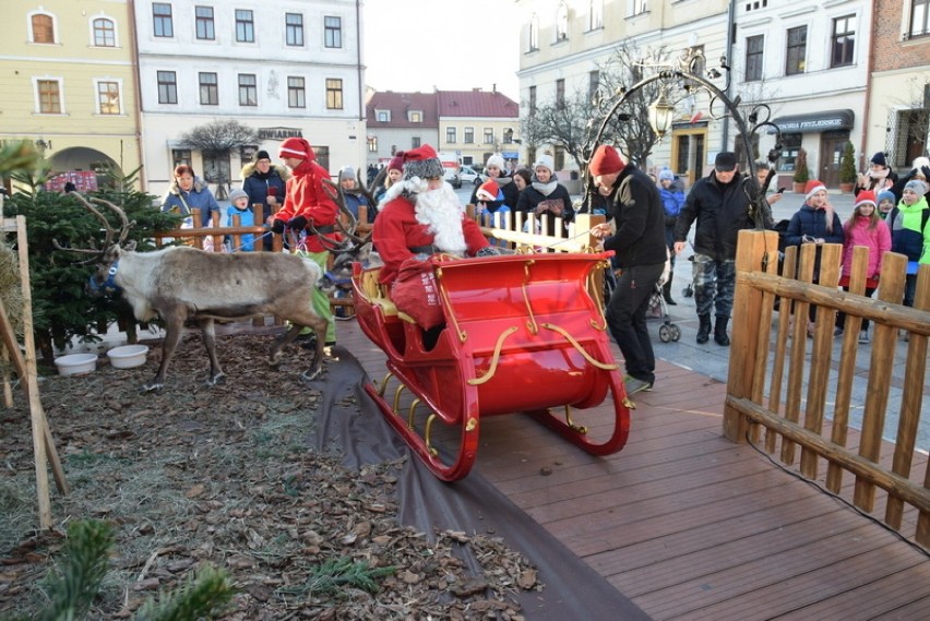  Święty Mikołaj i renifery na Rynku w Tarnowie [ZDJĘCIA]