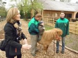 Ranczo we wrocławskim zoo ma sympatyczne osły i przyjacielskie kuce [foto]