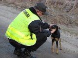 Komendant Straży Miejskie w Jaworznie odnosi się do medialnych wieści o mandacie za psa. Przeczytaj!