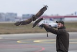 Nietypowi pracownicy Lotniska Chopina. O bezpieczeństwo samolotów i ich pasażerów dba ptasi patrol