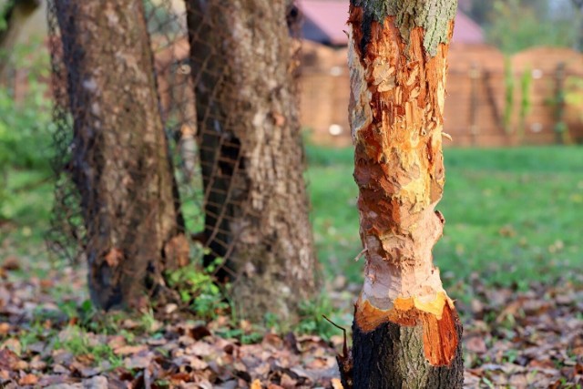 Bobry znów niszczą drzewa przy Kłodawce w Gorzowie.