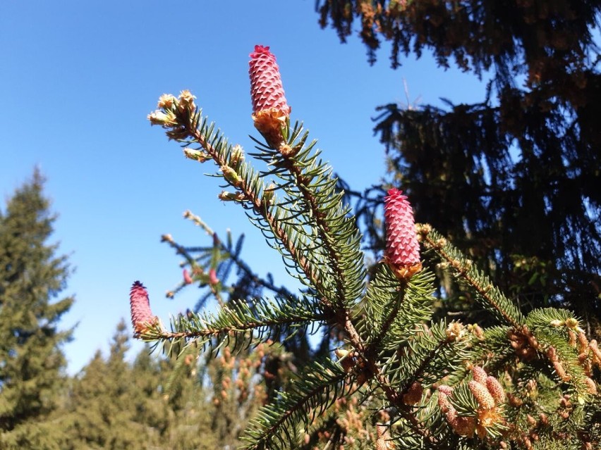 Na leśnych plantacjach szykuje się urodzaj szyszek