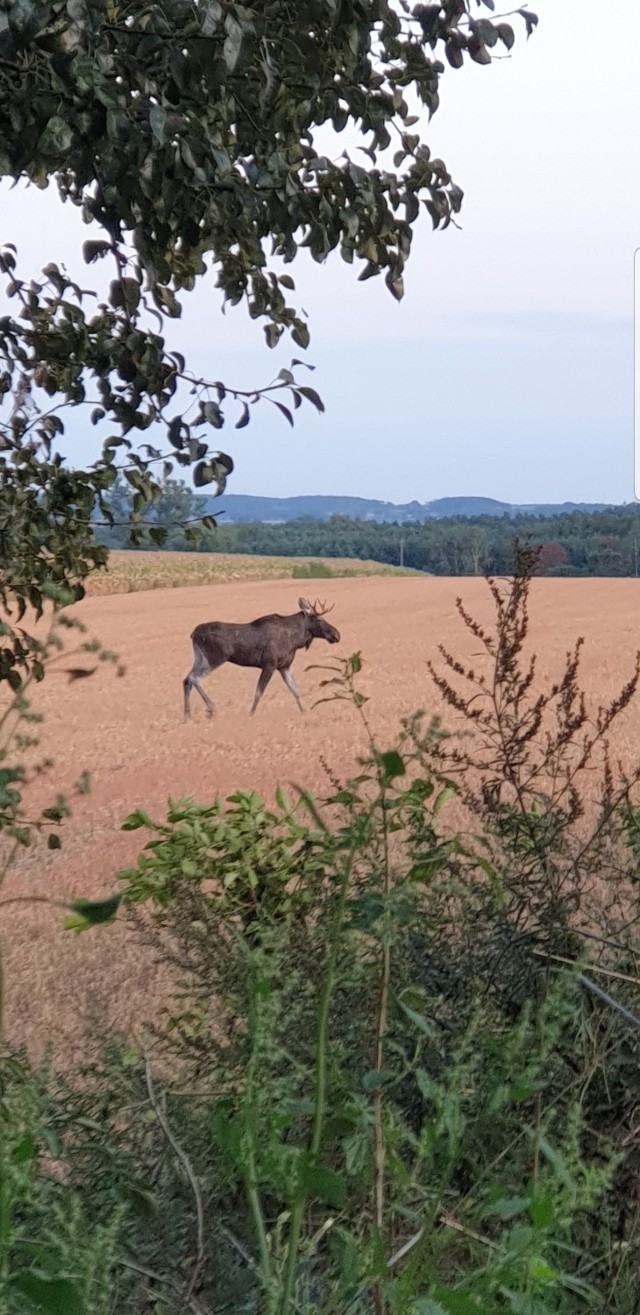 Łoś widziany w powiecie międzychodzkim