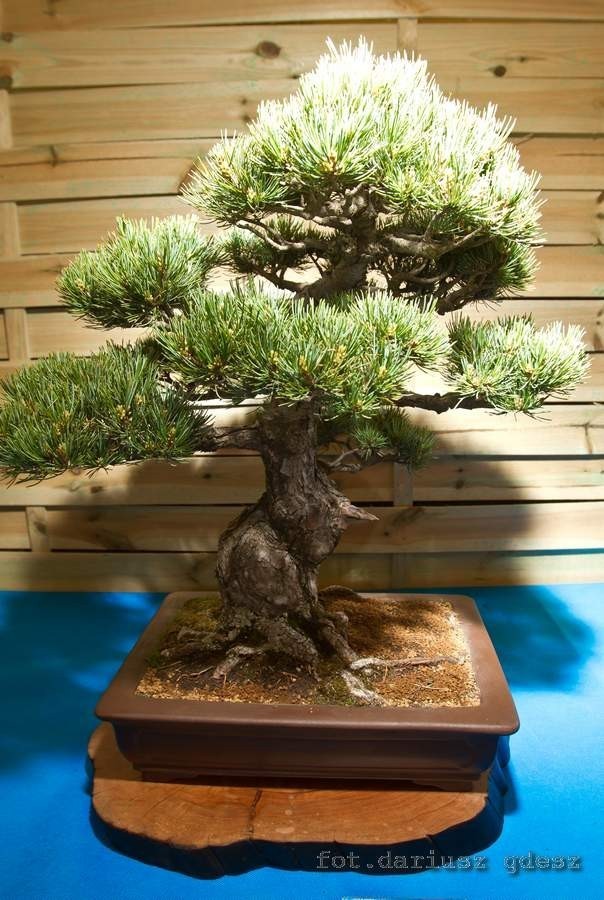 Wystawa bonsai zachwyca w Książu (Zdjęcia)