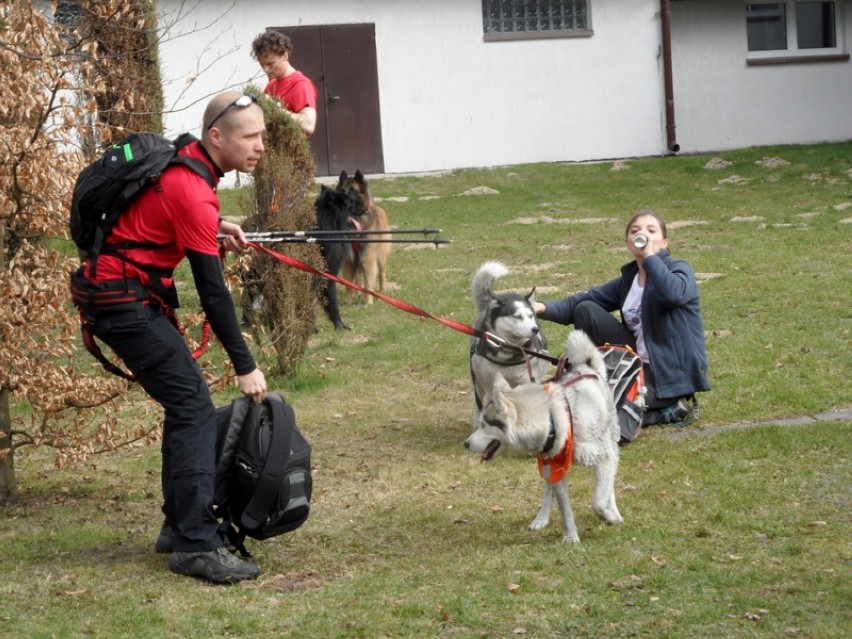 Lubliniec: Puchar Polski w Dogtrekkingu 2015