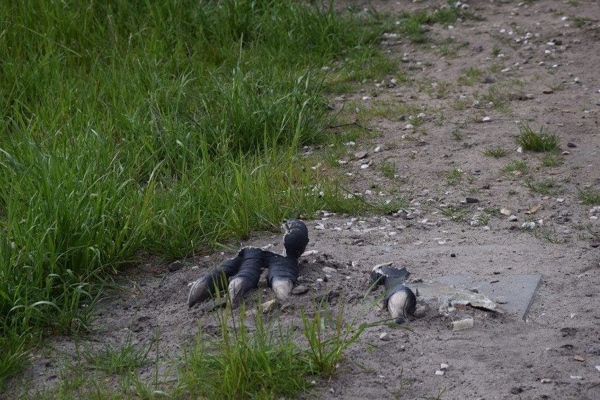 Zniszczono dinozaury na osiedlu Stawki [FOTO]