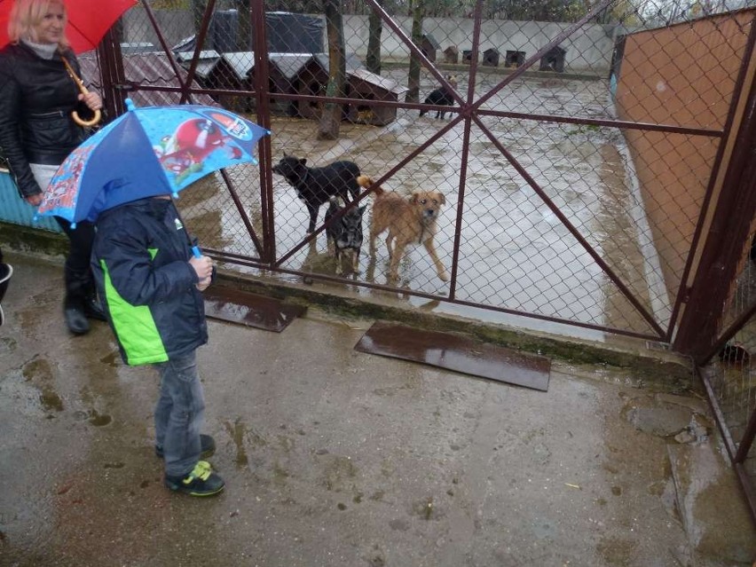 Gniezno: schronisko dla zwierząt z prezentami od dzieci