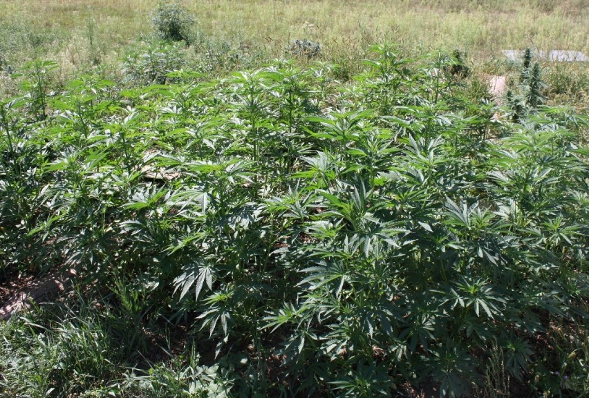 Plantacja marihuany w powiecie brodnickim. Policja zabezpieczyła narkotyki o wartości ponad 200 tys. złotych. Zatrzymano mieszkańca Brodnicy