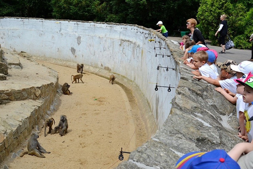 Syców: Przedszkolaki z dwójki w zoo