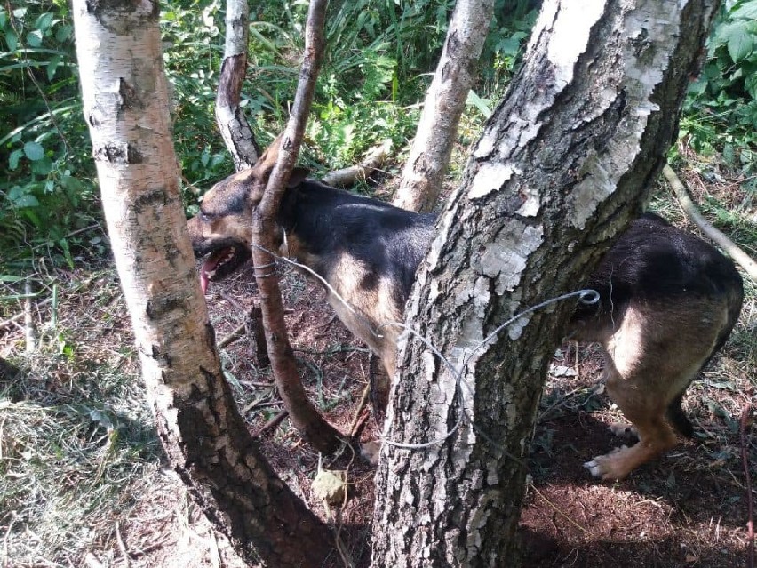 Przywiązał psa do drzewa w Podlesiu Wysokim pod Mieściskiem i... odjechał