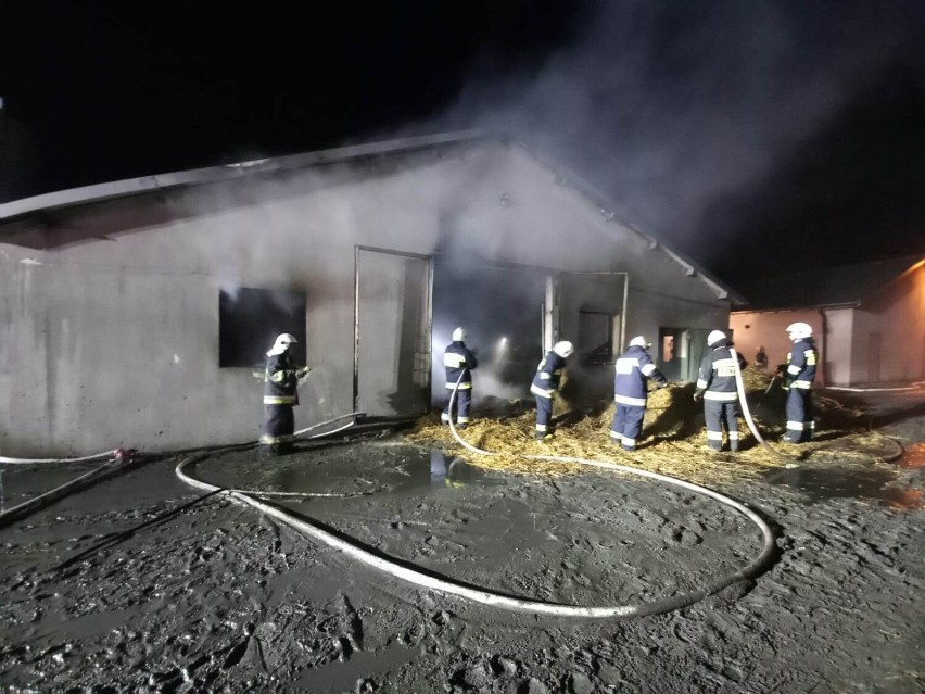 Pożar kurnika w Złotopolu. Spłonęło około 15 tys. kaczek