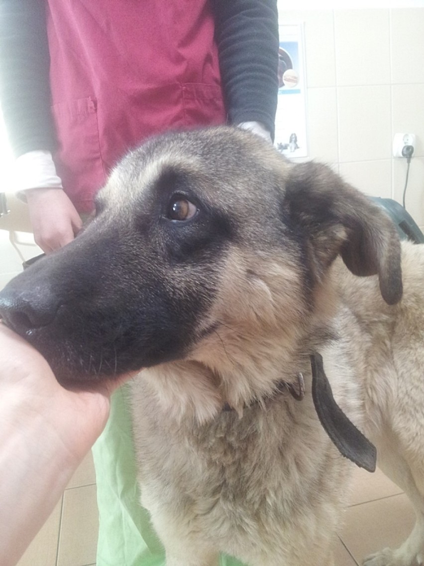 Reks Malbork: Wygłodniały i ranny pies błąkał się nad Nogatem