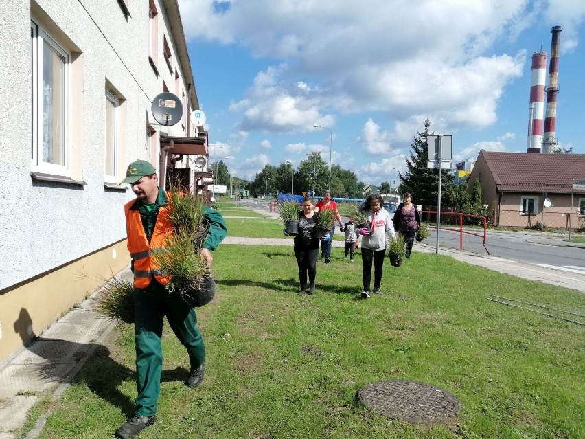 Mieszkańcy osiedla socjalnego w Kielcach posadzili rośliny koło bloków. O rady poprosili "zieleń" (ZDJĘCIA) 