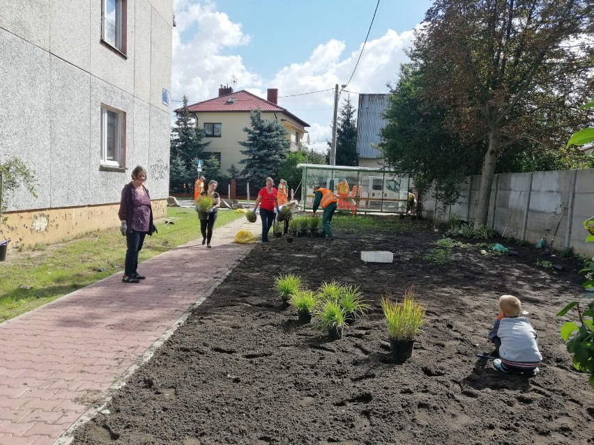 Mieszkańcy osiedla socjalnego w Kielcach posadzili rośliny koło bloków. O rady poprosili "zieleń" (ZDJĘCIA) 