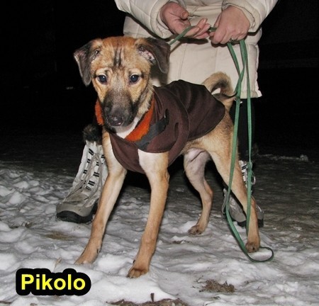 Malbork: Trzy psy do adopcji. Wolontariusze z Reksa proszą o pomoc