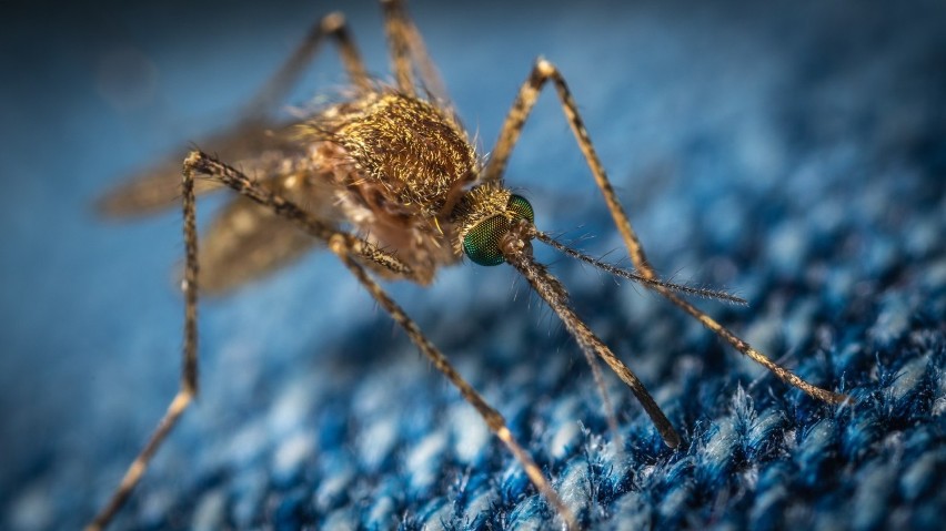 Komary w tym roku wyjątkowo uprzykrzają nam życie. Prawdziwa...