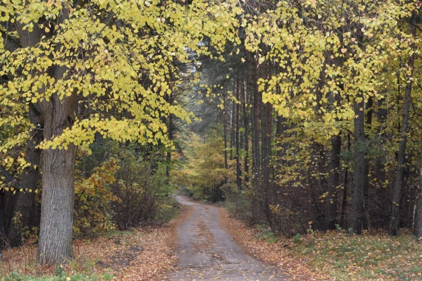 Jesienny spacer w Lipach w gm. Stara Kiszewa. Malownicza miejscowość zaprasza [ZDJĘCIA]