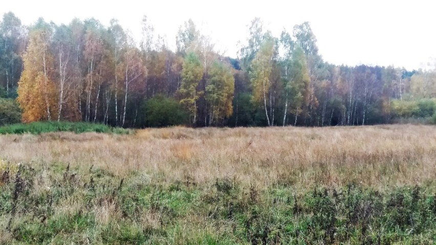 Tu rosną piękne grzyby - kanie, rydze, prawdziwki