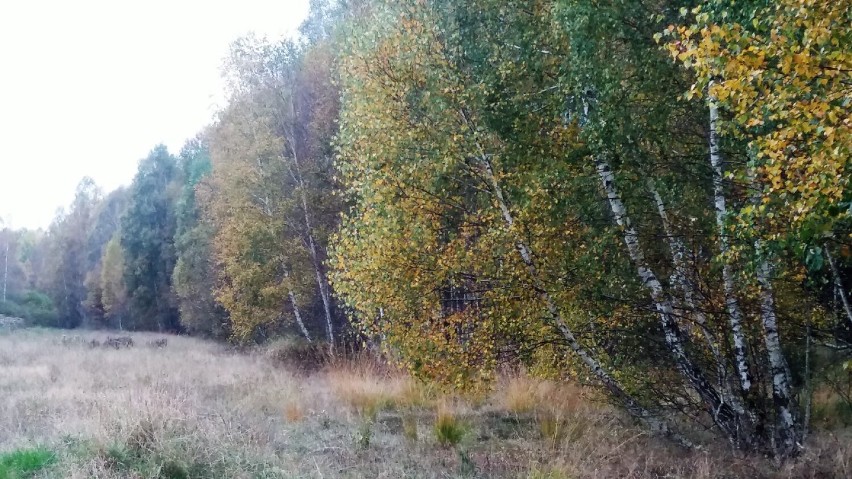 Tu rosną piękne grzyby - kanie, rydze, prawdziwki