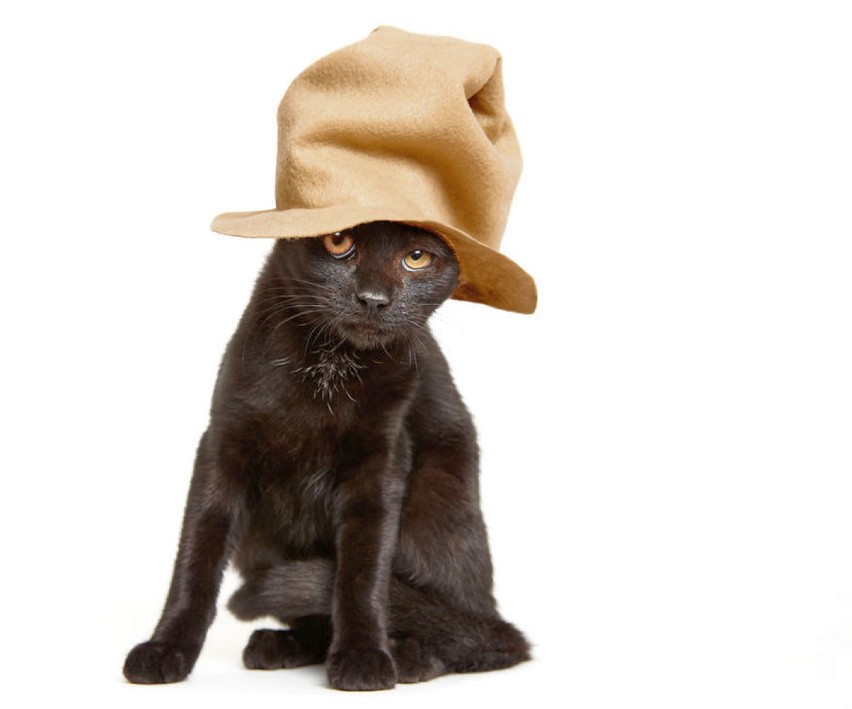 Seria "Koty w kapeluszach"
