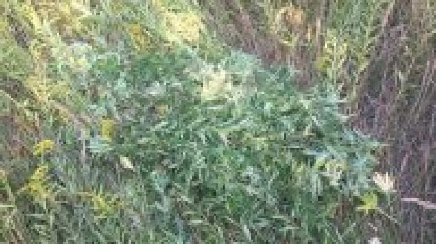 Marihuana w Wodzisławiu: 19 i 20-latek w rękach policji