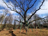Leśnicy z Arboretum Leśnego w Stradomi rozmnażają najsłynniejsze drzewo w Polsce. Dąb Bartek oddał ponad 300 pędów 
