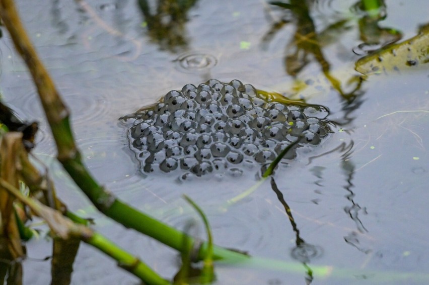 Żabie gody na Jaszczurówce w Zakopanem